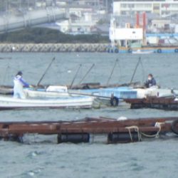 淡路じゃのひれフィッシングパーク 釣果
