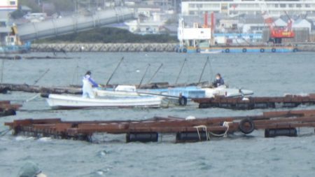 淡路じゃのひれフィッシングパーク 釣果