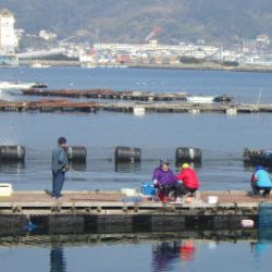 淡路じゃのひれフィッシングパーク 釣果