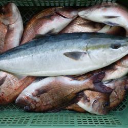 淡路じゃのひれフィッシングパーク 釣果