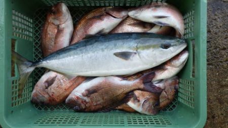 淡路じゃのひれフィッシングパーク 釣果