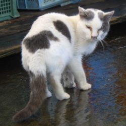 淡路じゃのひれフィッシングパーク 釣果