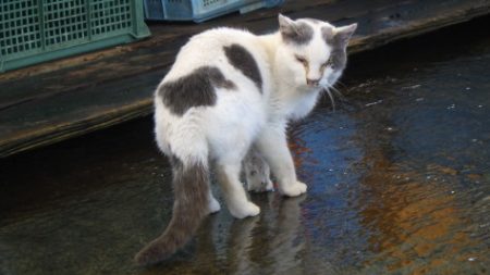淡路じゃのひれフィッシングパーク 釣果