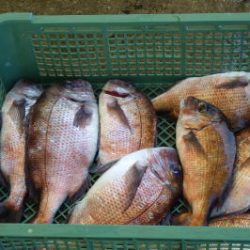 淡路じゃのひれフィッシングパーク 釣果