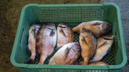 淡路じゃのひれフィッシングパーク 釣果