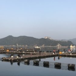 淡路じゃのひれフィッシングパーク 釣果