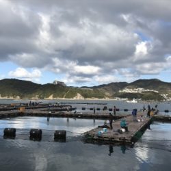 淡路じゃのひれフィッシングパーク 釣果