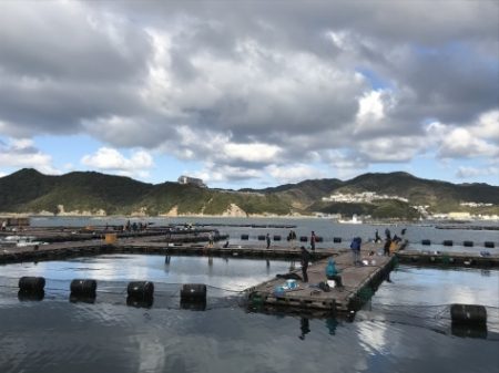 淡路じゃのひれフィッシングパーク 釣果