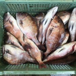 淡路じゃのひれフィッシングパーク 釣果