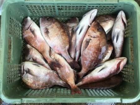 淡路じゃのひれフィッシングパーク 釣果