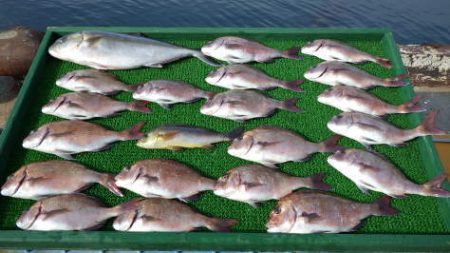 淡路じゃのひれフィッシングパーク 釣果