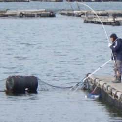 淡路じゃのひれフィッシングパーク 釣果