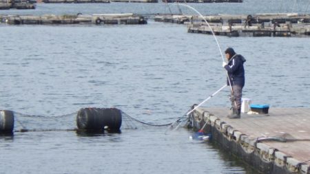淡路じゃのひれフィッシングパーク 釣果