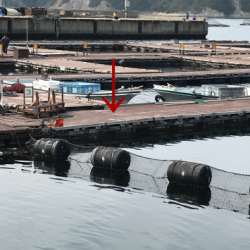 淡路じゃのひれフィッシングパーク 釣果