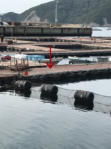 淡路じゃのひれフィッシングパーク 釣果