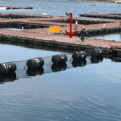 淡路じゃのひれフィッシングパーク 釣果