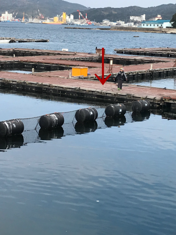 淡路じゃのひれフィッシングパーク 釣果