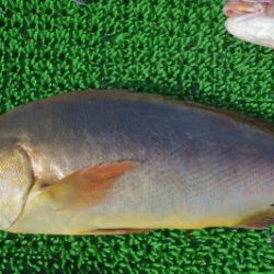 淡路じゃのひれフィッシングパーク 釣果