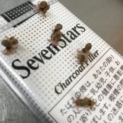 淡路じゃのひれフィッシングパーク 釣果