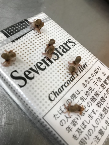 淡路じゃのひれフィッシングパーク 釣果