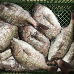 淡路じゃのひれフィッシングパーク 釣果