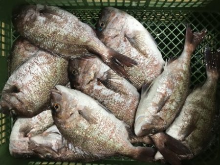 淡路じゃのひれフィッシングパーク 釣果