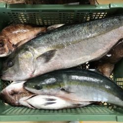 淡路じゃのひれフィッシングパーク 釣果