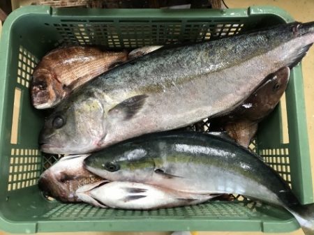 淡路じゃのひれフィッシングパーク 釣果