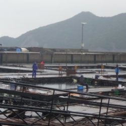 淡路じゃのひれフィッシングパーク 釣果