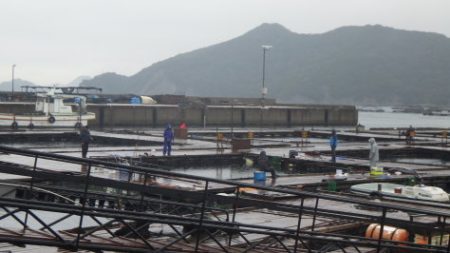 淡路じゃのひれフィッシングパーク 釣果