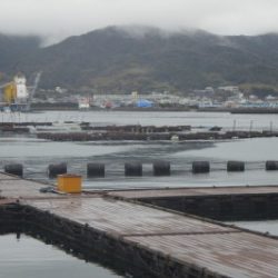 淡路じゃのひれフィッシングパーク 釣果