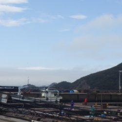 淡路じゃのひれフィッシングパーク 釣果