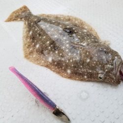 Magic（マジック） 釣果