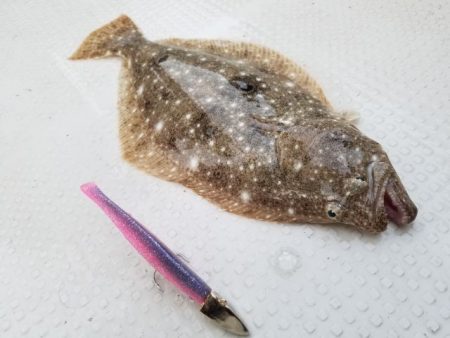 Magic（マジック） 釣果