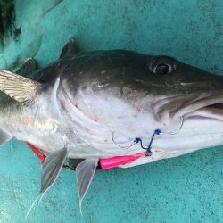 広進丸 釣果