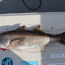 へいみつ丸 釣果