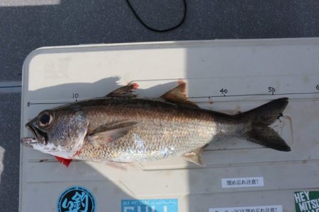 へいみつ丸 釣果