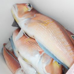 こうゆう丸 釣果