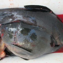 濱田渡船 釣果
