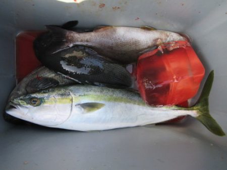 濱田渡船 釣果