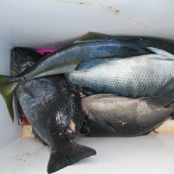 濱田渡船 釣果