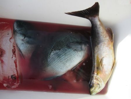 濱田渡船 釣果