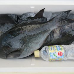 濱田渡船 釣果