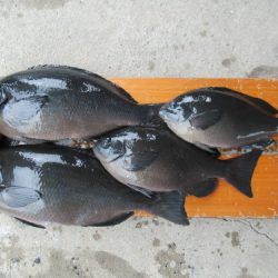 濱田渡船 釣果