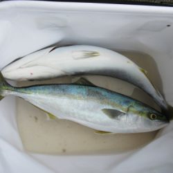 濱田渡船 釣果