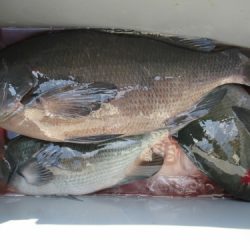 濱田渡船 釣果
