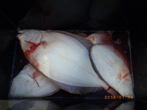 石川丸 釣果