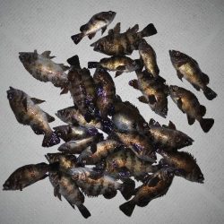 TOPGUN名古屋 釣果