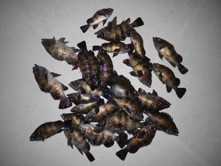 TOPGUN名古屋 釣果