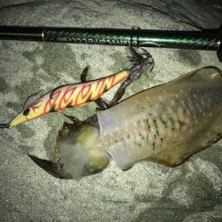 エギングの時期　和歌山の夏　2017エギング夏の投稿まとめ①！